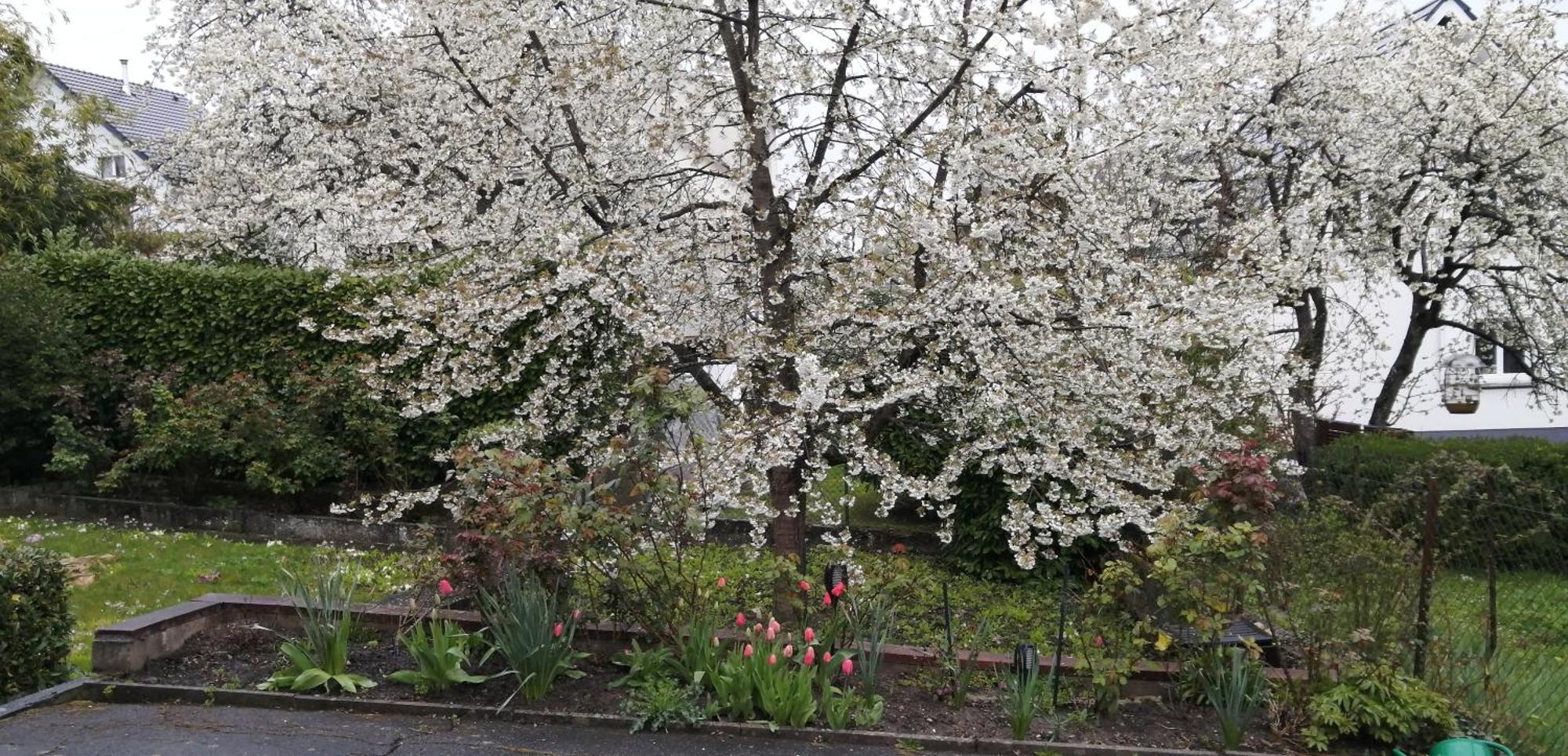 Superbe Maison 3 Chambres 1 Etage Et Sous-Sol, Avec Jardin Et Terrasse 알트키르슈 외부 사진